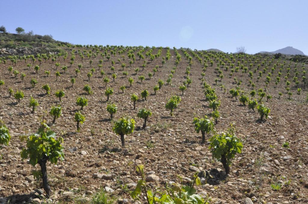 דירות מונאצ'יל Cortijo Pilongo מראה חיצוני תמונה